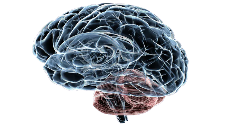 brain